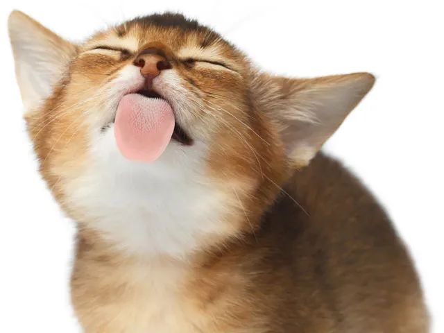 摸了貓咪之后，喵居然馬上舔毛！這代表貓主子嫌棄我了嗎？